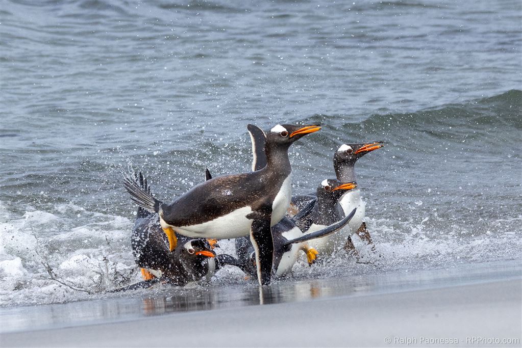 Gentoo Penguins Rushing Ashore