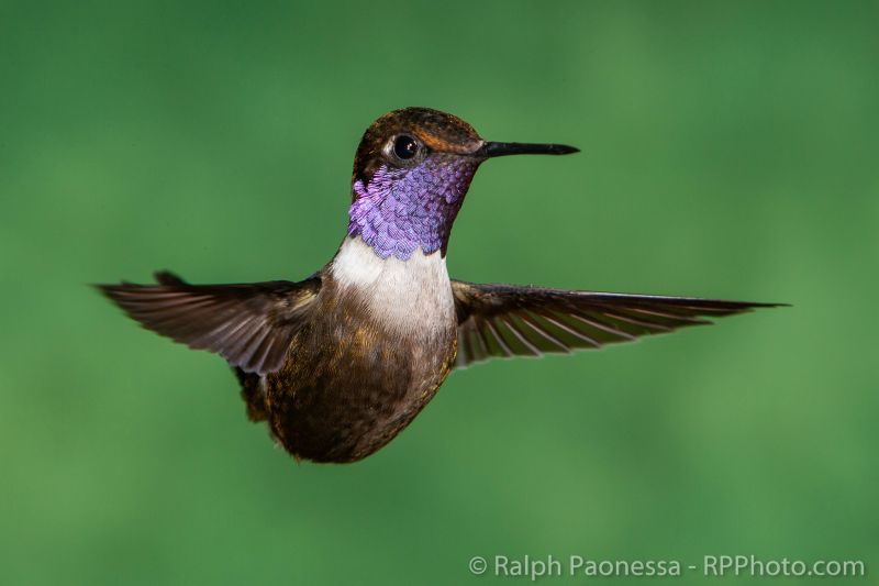 The iridescent gorget of a Purple-throated Woodstar.