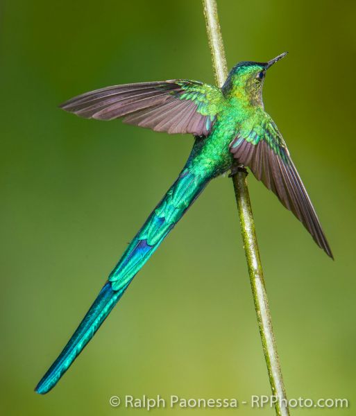 A male Long-tailed Sylph strikes a handsome and iridescent pose.