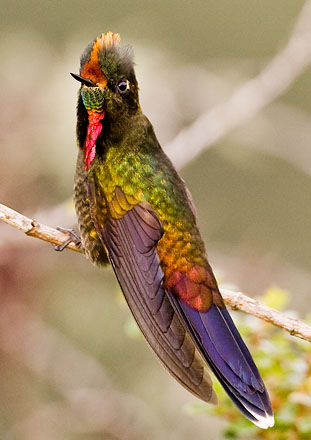 Rainbow-bearded Thornbill, Ecuador