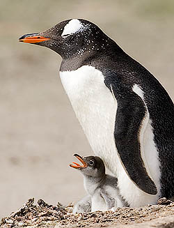 Gentoo Penguin and chick, Falkland Islands 