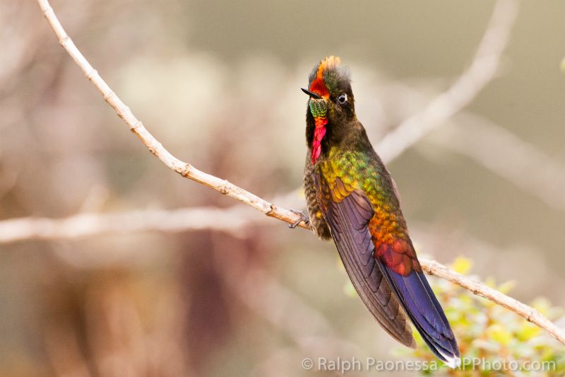 Rainbow-bearded Thornbill, Ecuador