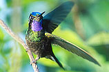 Purple-throated Mountain-Gem, Costa Rica