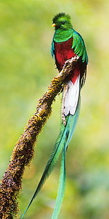 Resplendent Quetzal, Costa Rica