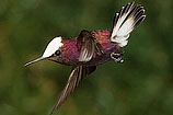 Snowcap, Costa Rica