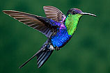 Violet-crowned Woodnymph, Costa Rica