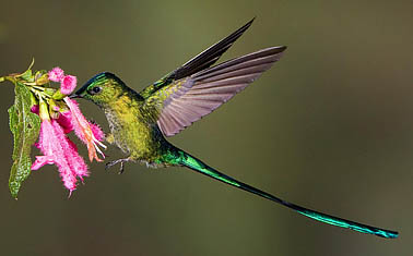 Long-tailed Sylph, Ecuador
