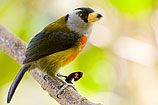 Red-headed Barbet, Ecuador