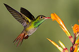 Rufous-tailed Hummingbird, Ecuador