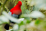 Andean Cock-of-the-Rock, Ecuador