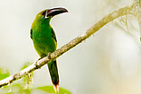 Crimson-rumped Toucanet, Ecuador