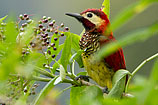 Crimsom-mantled Woodpecker, Ecuador