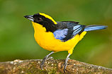 Blue-winged Mountain Tanager, Ecuador