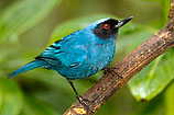 Masked Flowerpiercer, Ecuador