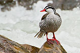 Torrent Duck, Ecuador