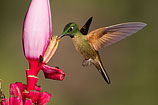 Fawn-breasted Brilliant, Ecuador