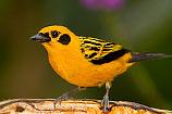 Golden Tanager, Ecuador