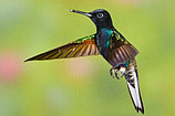 Velvet-purple Coronet, Ecuador