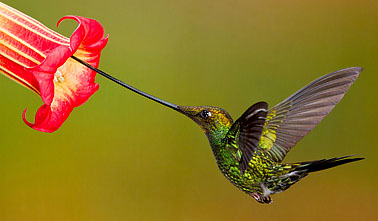 Sword-billed Hummingbird, Ecuador