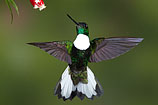 Collared Inca, Ecuador
