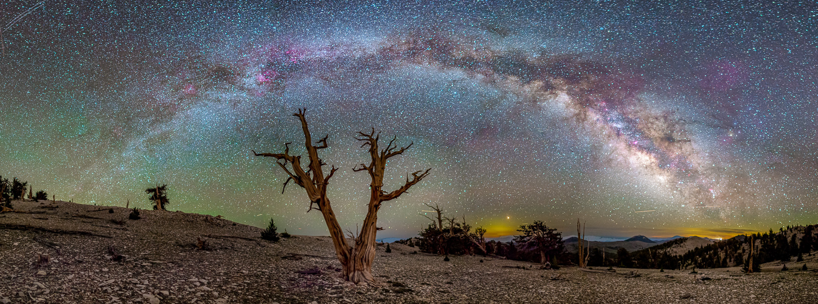 Milky Way and Ancient Bristlecone Pine