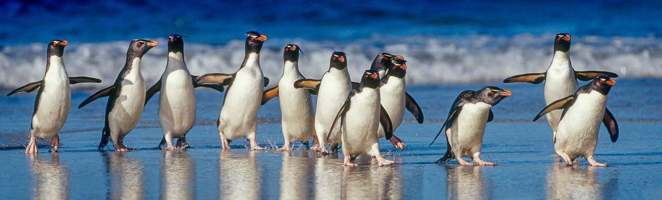 Falkland Islands Rockhopper Penguins