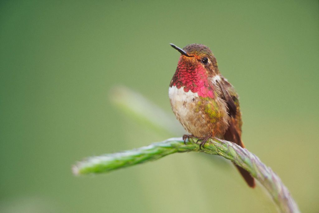 Volcano Hummingbird