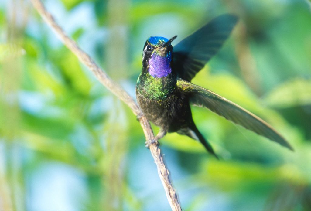 Purple-throated Mountaingem