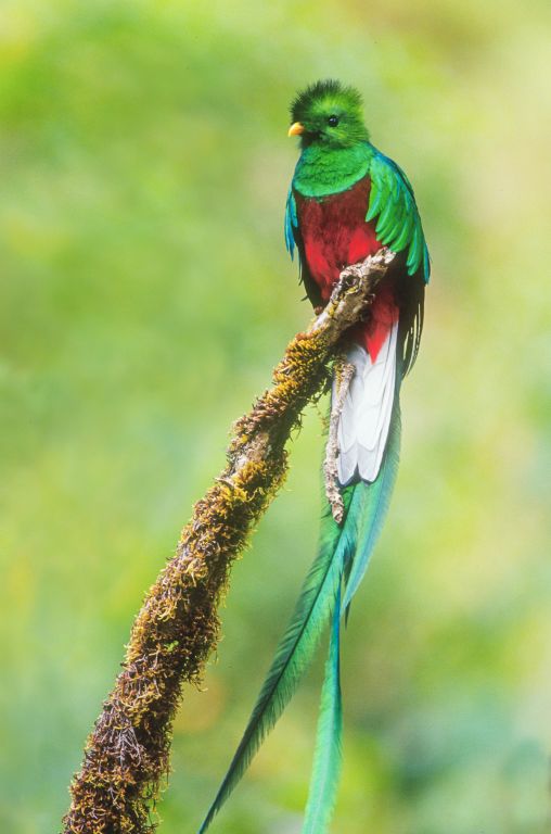 Resplendent Quetzal male