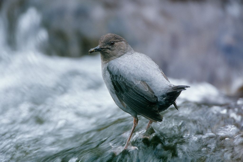 American Dipper