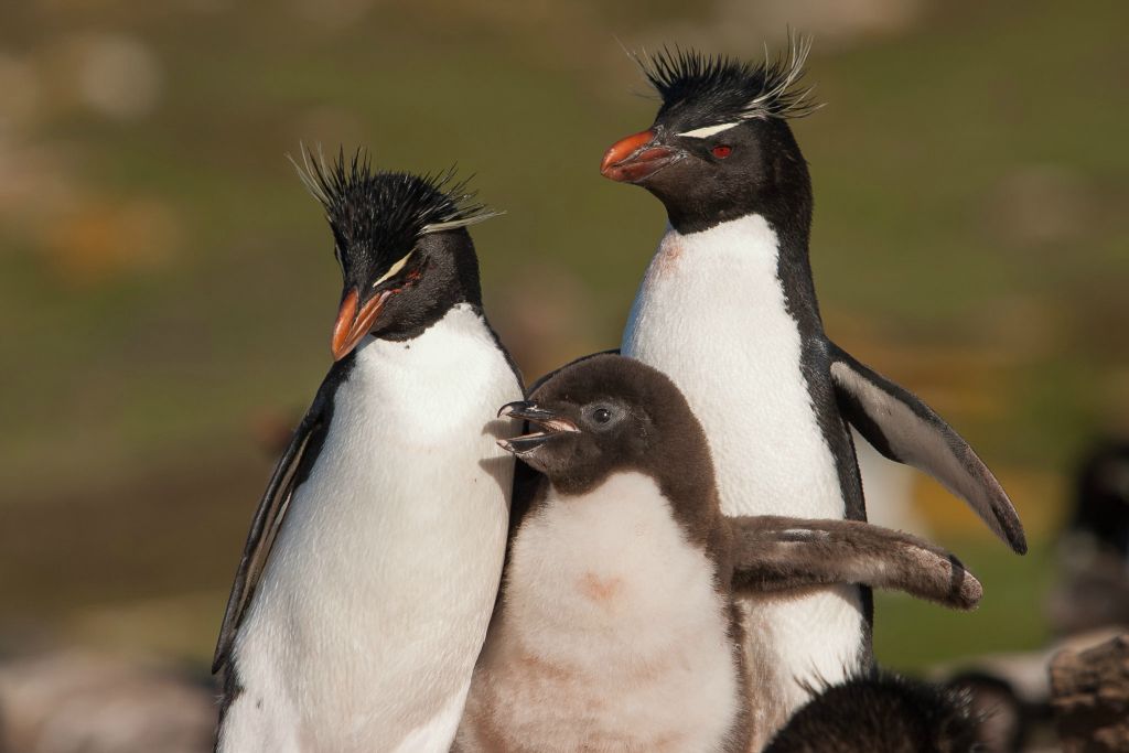 Rockhopper Penguin family portrait