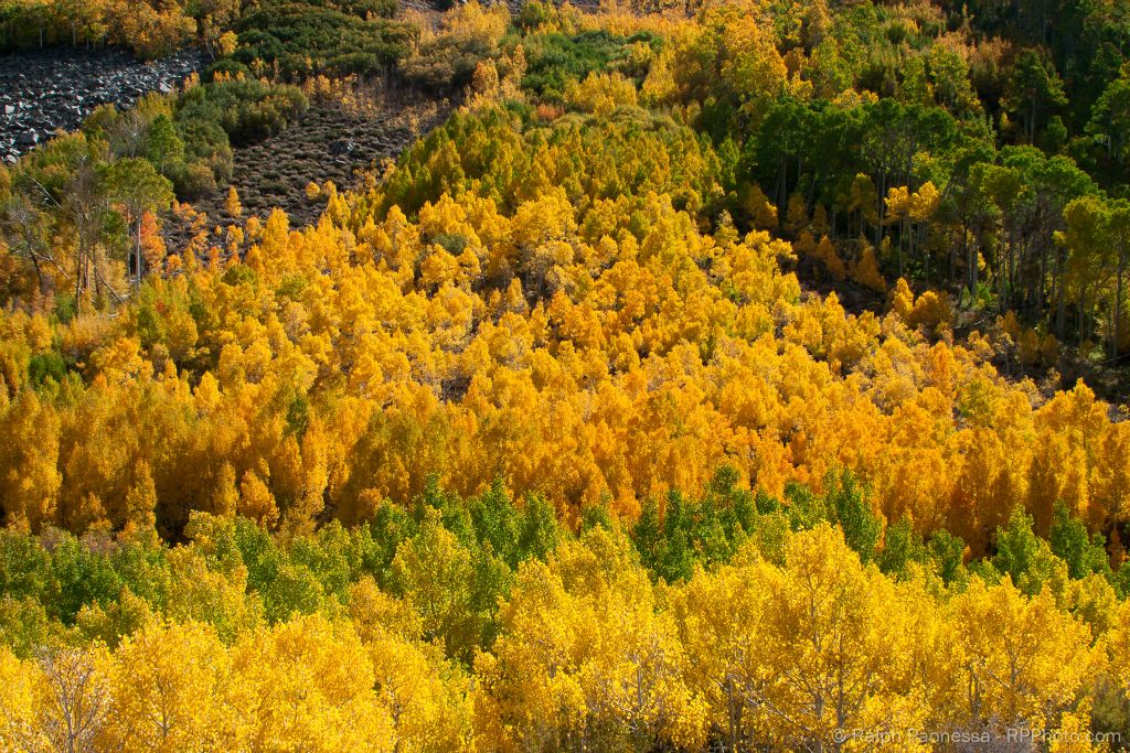 Sierra Fall Color Cascade
