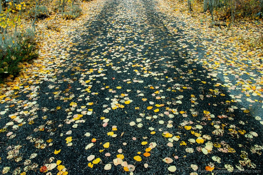 Sierra Autumn Leaves on Road