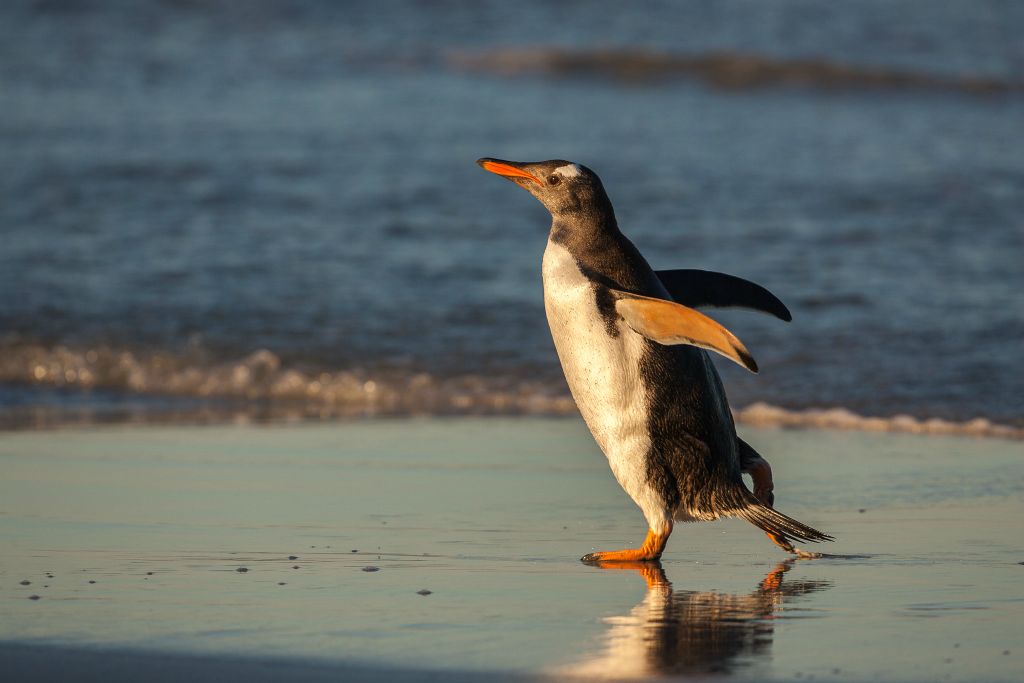 Gentoo Penguin