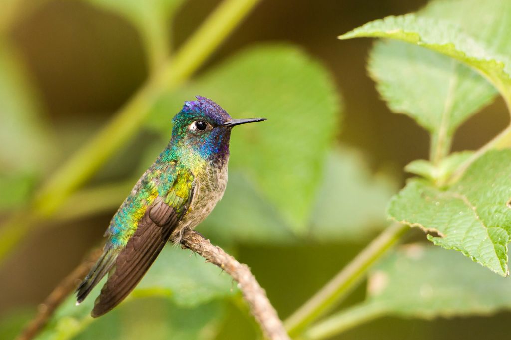 Violet-headed Hummingbird