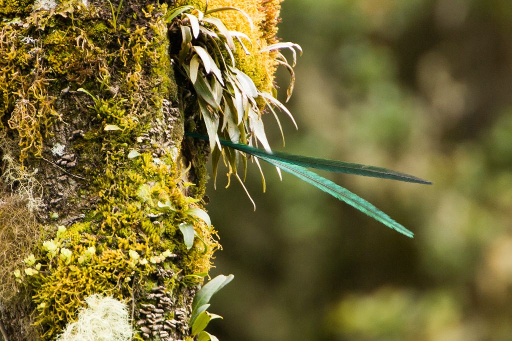 Resplendent Quetzal male