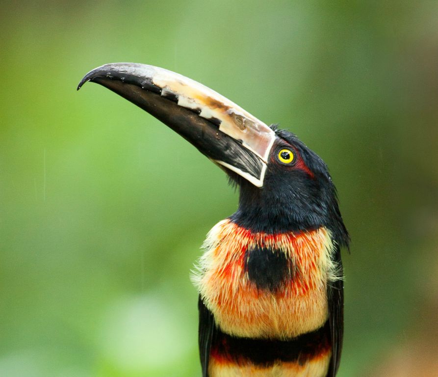 Collared Aracari