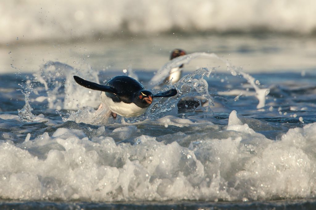 Rockhopper Penguin