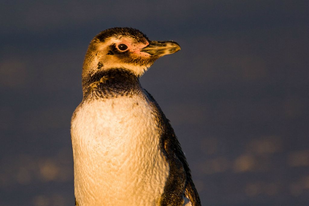 Young Magellanic Penguin
