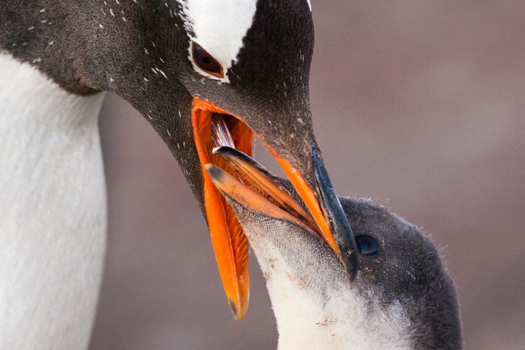 Gentoo Penguin and chick
