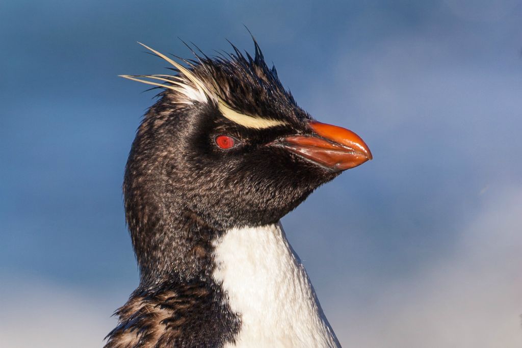 Rockhopper Penguin