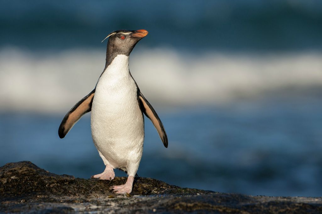 Rockhopper Penguin