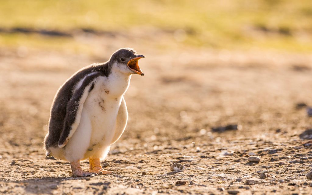 Gentoo Penguin chick