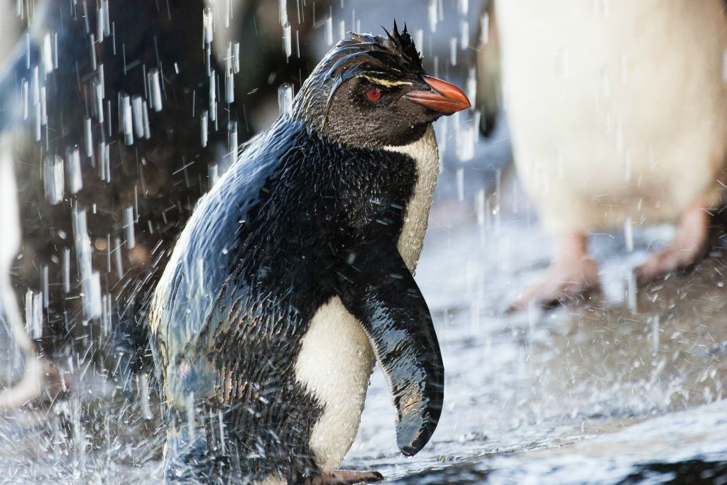 Rockhopper Penguin shower