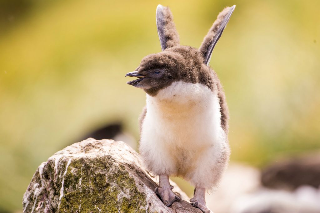 Rockhopper Penguin chick