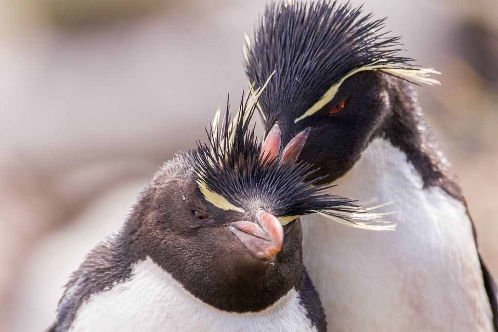 Rockhopper Penguins preening