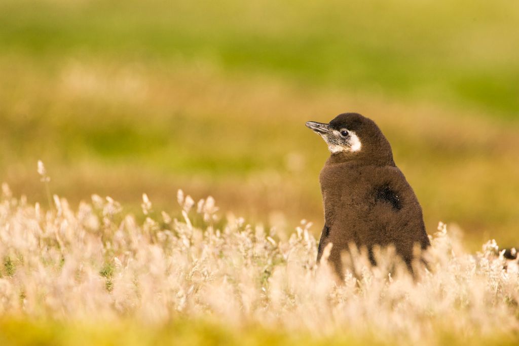 Magellanic Penguin chick