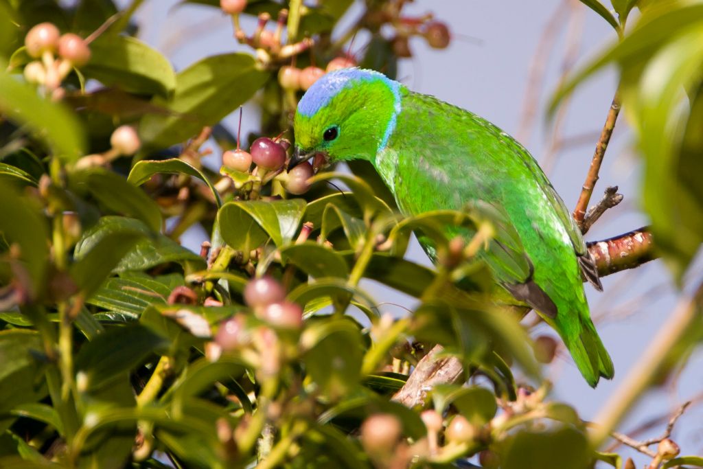 Golden-browed Chlorophonia