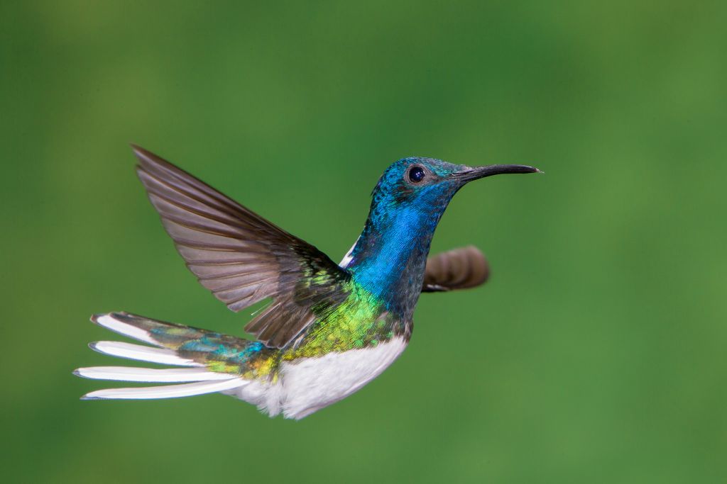 White-necked Jacobin