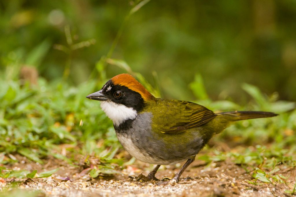 Chestnut-capped Brush Finch